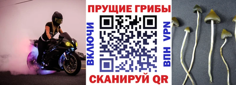 Купить закладки  Краснокаменск  Псилоцибиновые грибы Psilocybine cubensis 